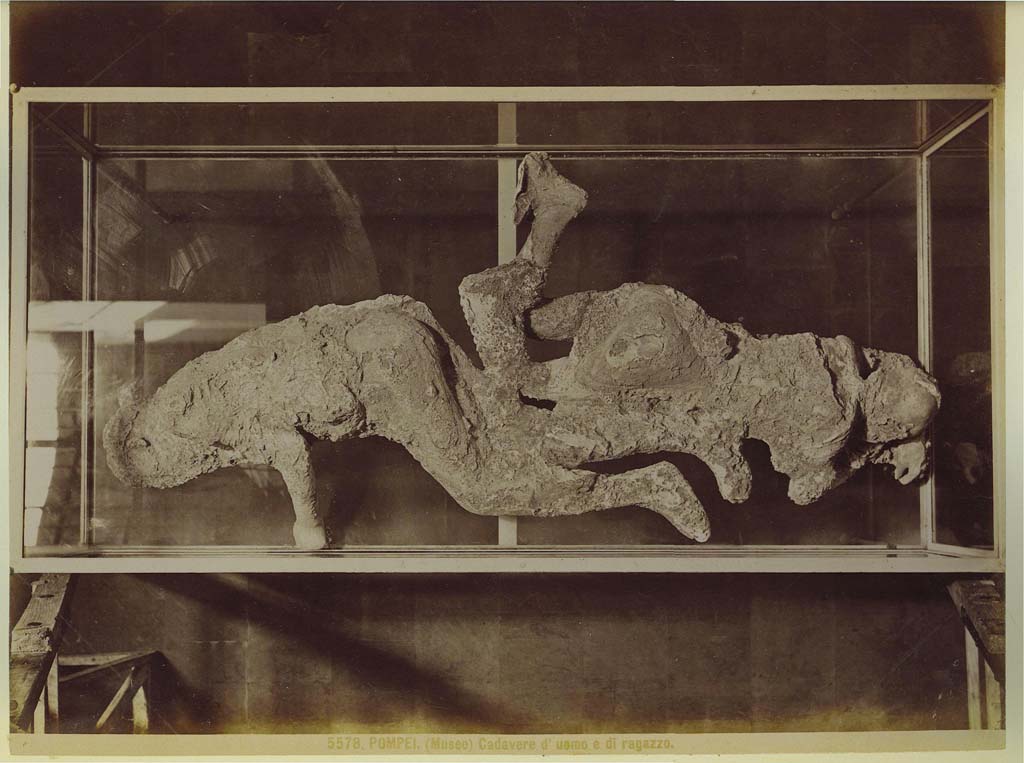 Victims numbered 2 and 3, photograph taken by Brogi (no. 5578) in a display case in the museum. Photo courtesy of Eugene Dwyer.
According to Dwyer –
“Errors crept into the Museum, as the contents were frequently moved to make room for new castings.
On one Brogi photograph (no. 5578), the casts of the two women, numbers 2 and 3, are described as “Body of man and boy”. 
See Dwyer, E., 2010. Pompeii’s Living Statues. Ann Arbor: Univ of Michigan Press, (p.108).
The sex of victim 2 and victim 3 is not definable.
See Osanna, N., Capurso, A., e Masseroli, S. M., 2021. I Calchi di Pompei da Giuseppe Fiorelli ad oggi: Studi e Ricerche del PAP 46, p. 319, Calco n. 2, p. 323, Calco n. 3.


