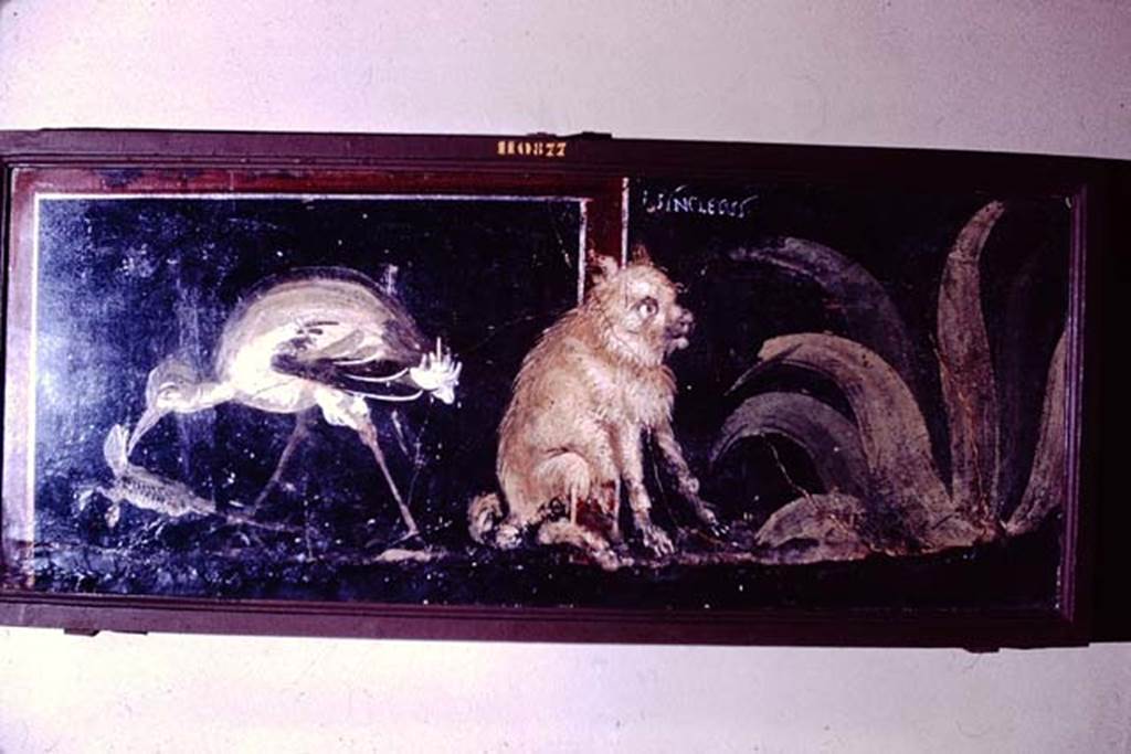 V.1.18 Pompeii. 1966. Room “l”, at base of wall. Painting of water bird with lizard and puppy. 
Above the puppy is the inscription A. SYNCLETVS.
Now in Naples Archaeological Museum.  Inventory number 110877.
Photo by Stanley A. Jashemski.
Source: The Wilhelmina and Stanley A. Jashemski archive in the University of Maryland Library, Special Collections (See collection page) and made available under the Creative Commons Attribution-Non Commercial License v.4. See Licence and use details.
J66f0800
See Presuhn E., 1882. Pompeji: Die Neuesten Ausgrabungen  von 1874 bis 1881. Leipzig: Weigel. Abtheilung II, p. 4.
