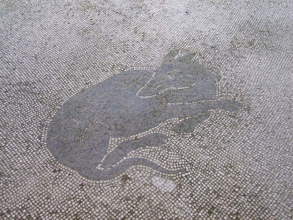 V.1.26 Pompeii. March 2009. Mosaic of dog.