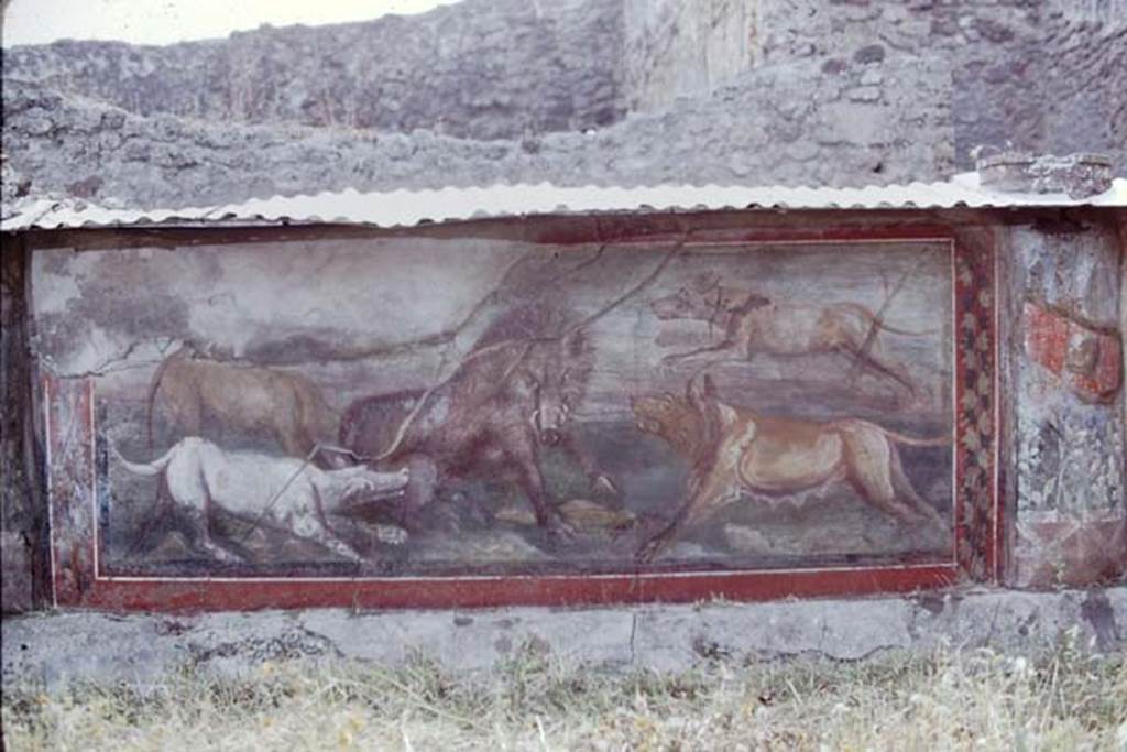 V.5.3 Pompeii. 1968. Room 7, peristyle. Painting 7 - animal painting of boar being attacked by four dogs, on west side of peristyle. Photo by Stanley A. Jashemski.
Source: The Wilhelmina and Stanley A. Jashemski archive in the University of Maryland Library, Special Collections (See collection page) and made available under the Creative Commons Attribution-Non Commercial License v.4. See Licence and use details.
J68f1608
