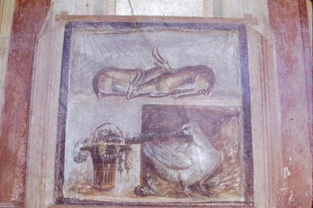 VI.9.6 Pompeii. 1968. Room 6, wall painting of two deer, a basket with garlands and a goose, from north wall of peristyle on west side of doorway. Photo by Stanley A. Jashemski.
Source: The Wilhelmina and Stanley A. Jashemski archive in the University of Maryland Library, Special Collections (See collection page) and made available under the Creative Commons Attribution-Non Commercial License v.4. See Licence and use details.
J68f1005
