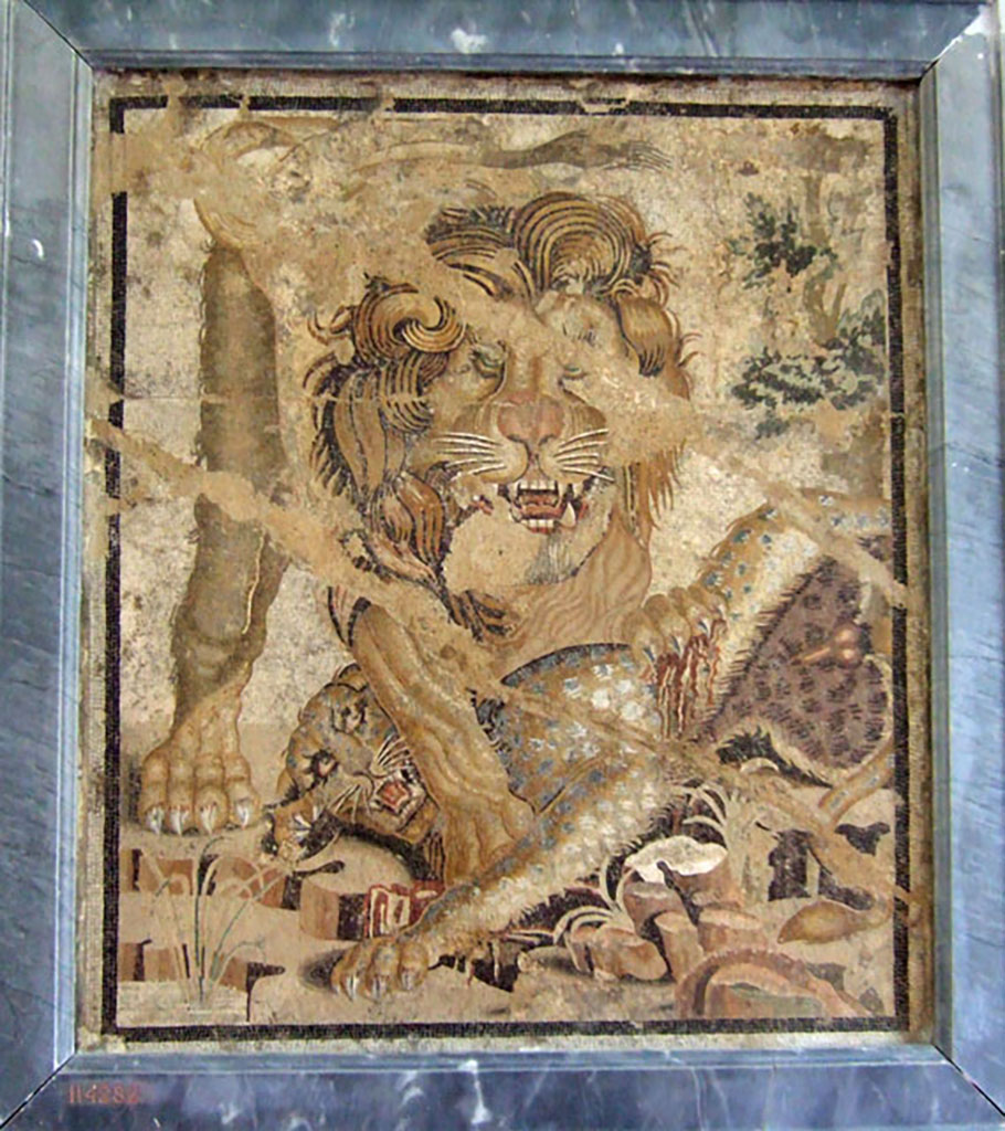 VIII.2.34 Pompeii. Found in room ‘o’ with stairs, on right from tablinum, March 1885.  
Mosaic of a lion that clutches a panther among marshy leaves. 
The floor in which it was found was cracked and subsiding and this has damaged the representation of the lion.
Now in Naples Archaeological Museum.  Inventory number 114282. 
See Notizie degli Scavi di Antichità, 1885, p. 162.
