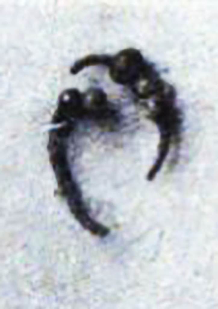 Pompeii Fondo Azzolini. Samnite Tomb XIII.
A pair of earrings found in the tomb. 
They consist of a circlet of silver wire in which are coloured glass beads. 
Three beads remain in one earring and two in the other earring.
See Notizie degli Scavi di Antichit, 1916, p. 291, fig. 2 (c).
