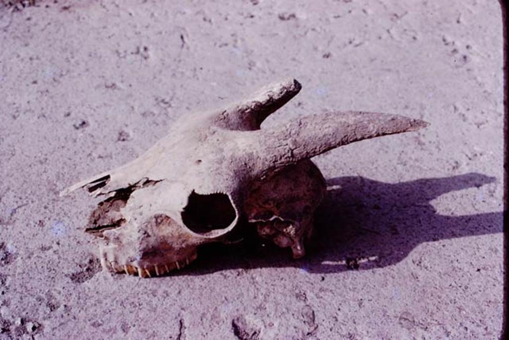 Oplontis, 1977. A goats skull (above), and one of a dog,  were found near the large tree-root cavities. Photo by Stanley A. Jashemski.   
Source: The Wilhelmina and Stanley A. Jashemski archive in the University of Maryland Library, Special Collections (See collection page) and made available under the Creative Commons Attribution-Non Commercial License v.4. See Licence and use details. J77f0234
