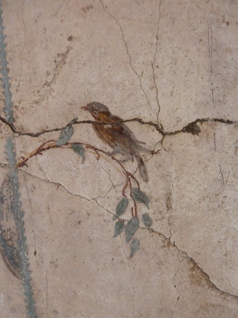 Stabiae, Villa Arianna, September 2015. 
Room 12, detail of painted bird decoration from north wall in north-east corner.
