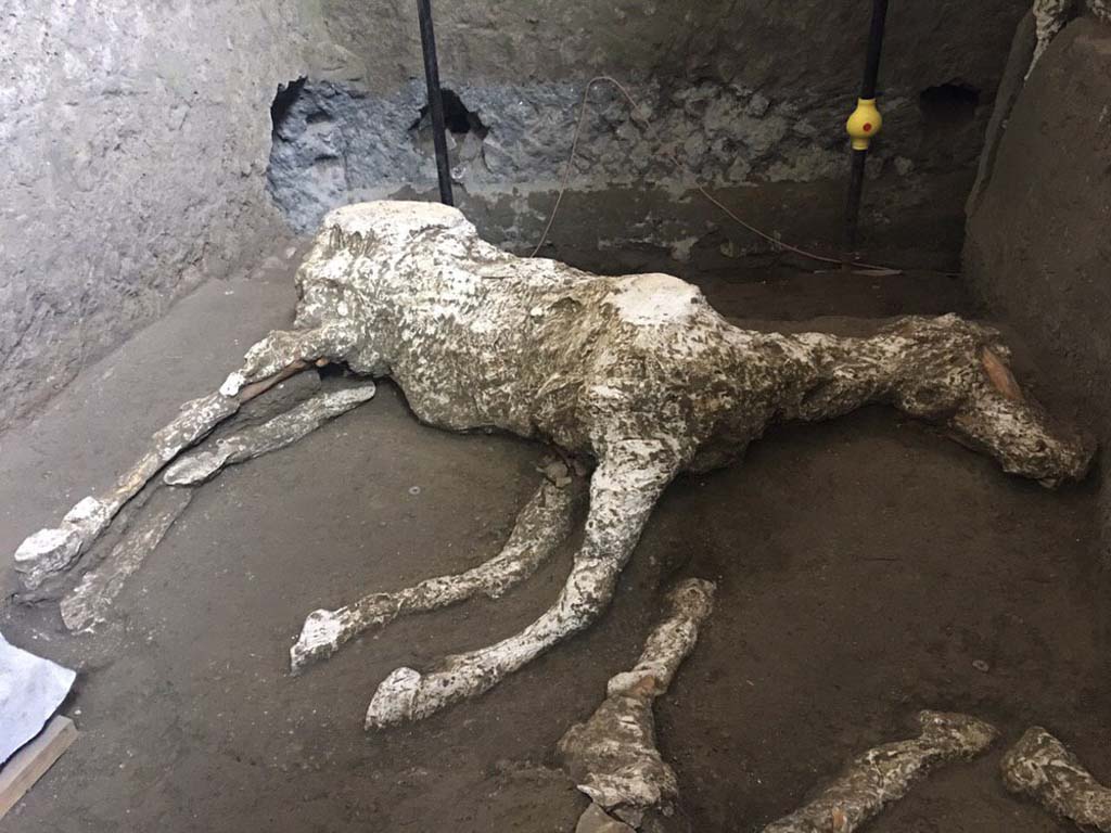 January 2018. Cast of first horse, victim 91, and of the legs of second horse.
Victim 91 is an adult male horse.
The horse was found in the Villa Imperiale in località Civita Giuliana, in the stables (room E).
See Osanna, N., Capurso, A., e Masseroli, S. M., 2021. I Calchi di Pompei da Giuseppe Fiorelli ad oggi: Studi e Ricerche del PAP 46, p. 535-6, Calco n. 91.

Gennaio 2018. Calci del primo cavallo, vittima 91, e delle gambe del secondo cavallo. 
La vittima 91 è un cavallo maschio adulto.
Il cavallo è stato ritrovato nella Villa Imperiale in località Civita Giuliana, nella stalla (ambiente E).
Vedi Osanna, N., Capurso, A., e Masseroli, S. M., 2021. I Calchi di Pompei da Giuseppe Fiorelli ad oggi: Studi e Ricerche del PAP 46, p. 535-6, Calco n. 91.

Photograph © Parco Archeologico di Pompei.


