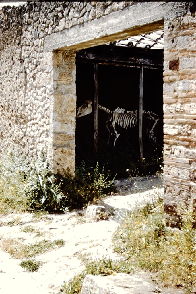 I.8.12 Pompeii. 1961. 
Entrance doorway and skeleton of horse or donkey, on display. Photo by Stanley A. Jashemski.
Source: The Wilhelmina and Stanley A. Jashemski archive in the University of Maryland Library, Special Collections (See collection page) and made available under the Creative Commons Attribution-Non Commercial License v.4. See Licence and use details.
J61f0340
