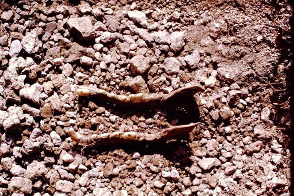 II.5 Pompeii. 1970. Animal bones found in the soil.  Photo by Stanley A. Jashemski.
According to Wilhelmina, a total of 52 bones were found in this vineyard, representing domestic cow, horse, wild boar, domestic dog, sheep, domestic cat and perhaps, goat.
It was probably the presence of bones in the limited area that had been uncovered, that had led the first excavators to name this site, the Foro Boario. Since her excavation had shown that this identification was not valid, the presence of bones must be otherwise explained. This was made the more difficult by the fact that many of the bones were not found in their original location, but were mixed in the backfill which the earlier excavators had pushed over a good part of the site. Upon examination, some of the bones showed cleaver or tool marks, so it began to look as if these bones were the remains of meals eaten at the triclinia. The dog and cat bones could have been the vintners pets
Source: The Wilhelmina and Stanley A. Jashemski archive in the University of Maryland Library, Special Collections (See collection page) and made available under the Creative Commons Attribution-Non Commercial License v.4. See Licence and use details.
J70f0609
