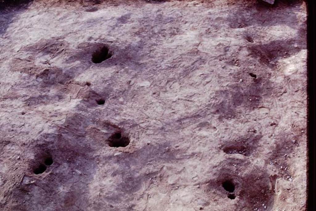 II.5 Pompeii. 1970.  Ground contours, and emptied root cavities.  Photo by Stanley A. Jashemski.
Source: The Wilhelmina and Stanley A. Jashemski archive in the University of Maryland Library, Special Collections (See collection page) and made available under the Creative Commons Attribution-Non Commercial License v.4. See Licence and use details.
J70f0619
