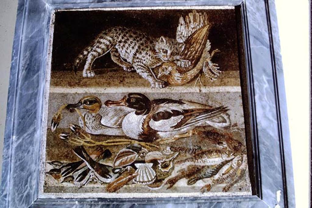VI.12.2 Pompeii. 1968. Original mosaic found in ala on east side of atrium. Photo by Stanley A. Jashemski.
Source: The Wilhelmina and Stanley A. Jashemski archive in the University of Maryland Library, Special Collections (See collection page) and made available under the Creative Commons Attribution-Non Commercial License v.4. See Licence and use details.
J68f1035
Now in Naples Archaeological Museum. Inventory number 9993, found 1st December 1830 in ala 30.
