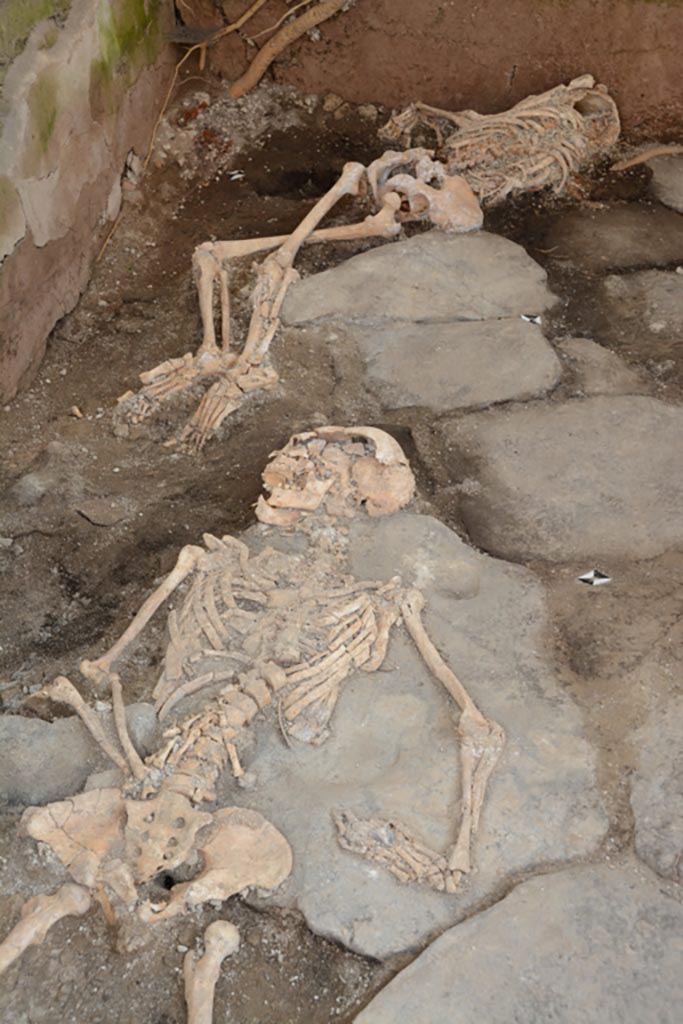 IX.10.1 Pompeii. May 2023. Room 4. Individuals 1 and 2 on floor of room.
The remains of the three individuals, unexpectedly discovered during the removal of the last 40 cm of residual stratigraphy, were characterized by a series of peculiarities deriving from the uncommon conditions of death and their positioning.
The second individual, an adult probably of female sex, lay on the left side, the skull smashed in at the level of the skull base and embedded in the rib cage, the jaw and face area turned and pressed against the east wall of the room. The left limb was flexed, the wrist also against the wall. The right upper limb was below the body, with the forearm covered by the pelvic girdle. In the latter, a rotation was clearly detectable which led to the crossing of the two femurs, to the positioning of the area in the prone position and to the dislocation of the right femur.
The third individual is represented, due to the causes already described in the previous contributions, by a few bone fragments pertaining to an infant individual of about 3-4 years of age. The presence of some connected metatarsals suggest that the individual's death occurred near the south-east corner of the room.

IX.10.1 Pompeii. Maggio 2023. Ambiente 4. Individui 1 e 2 sul piano della camera.
I resti dei tre individui, rinvenuti inaspettatamente durante la rimozione degli ultimi 40 cm di stratigrafia residua erano caratterizzati da una serie di peculiarità derivanti dalle non comuni condizioni di morte e poi di giacitura.
Il secondo individuo, un adulto di probabile sesso femminile, giaceva sul fianco sinistro, il cranio sfondato a livello della base cranica e incassato nella gabbia toracica, il distretto maxillo-facciale rivolto e pressato contro il muro est dell’ambiente. L’arto sinistro era flesso, il polso anch’esso contro al muro. L’arto superiore destro era al di sotto del corpo, con l’avambraccio coperto dal cinto pelvico. In quest’ultimo era chiaramente rilevabile una rotazione che ha portato all’incrocio dei due femori, al posizionamento del distretto in posizione prona e alla dislocazione del femore.
Il terzo individuo è rappresentato, per le cause già descritte nei precedenti contributi, da pochi frammenti ossei pertinenti a un individuo infantile di circa 3-4 anni. La presenza di alcuni metatarsali in connessione suggeriscono che la morte dell’individuo sia avvenuta in prossimità dell’angolo sud-est dell’ambiente.

Photograph © Parco Archeologico di Pompei.
Vedi/See Ri-scavare Pompei: nuovi dati interdisciplinari dagli ambienti indagate a fine ‘800 di Regio IX, 10.1.4. E-journal 2, Scavi di Pompeii, 29.5.2023, p. 7ff, fig. 9. E-journal on PAP web site 
