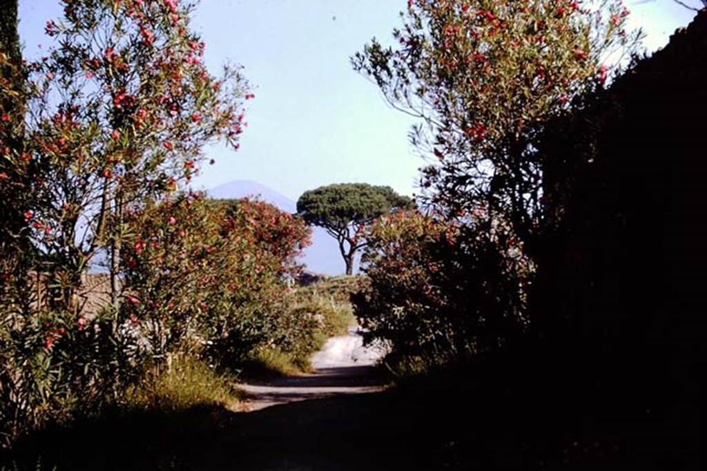 Vicolo dell’Anfiteatro, Pompeii. August 2021. 
Looking south towards Amphitheatre and Piazzale Anfiteatro. Photo courtesy of Robert Hanson.
