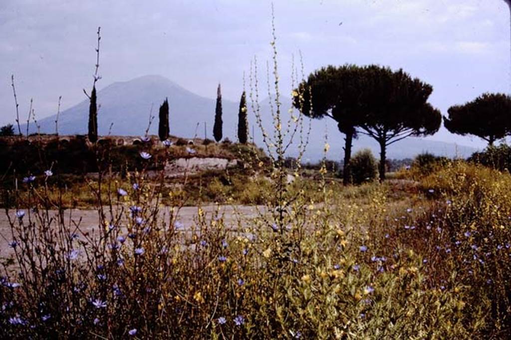 T5 Pompeii. 1964. Tower V from the south, together with the ampitheatre, centre left. Photo by Stanley A. Jashemski.
Source: The Wilhelmina and Stanley A. Jashemski archive in the University of Maryland Library, Special Collections (See collection page) and made available under the Creative Commons Attribution-Non Commercial License v.4. See Licence and use details.
J64f1951
