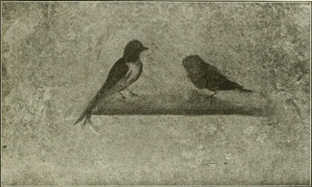 Villa rustica del fondo Ippolito Zurlo, Pompeii. 1897, room C cubiculum, east wall. 
According to Sogliano, in the centre panel of the left or east wall was a painting of a swallow and possibly a hoopoe.
See Notizie degli Scavi di Antichità, 1897, p. 397, fig. 5.

