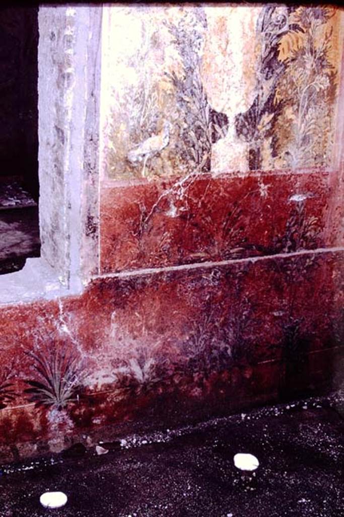 Oplontis. 1976. Room 68, root cavities and detail of wall painting.  Photo by Stanley A. Jashemski.   
Source: The Wilhelmina and Stanley A. Jashemski archive in the University of Maryland Library, Special Collections (See collection page) and made available under the Creative Commons Attribution-Non Commercial License v.4. See Licence and use details. J76f0415
