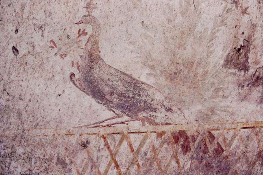 Oplontis, c.1977.  Room 78, detail of peacock. Photo by Stanley A. Jashemski.   
Source: The Wilhelmina and Stanley A. Jashemski archive in the University of Maryland Library, Special Collections (See collection page) and made available under the Creative Commons Attribution-Non Commercial License v.4. See Licence and use details. Oplo0023
