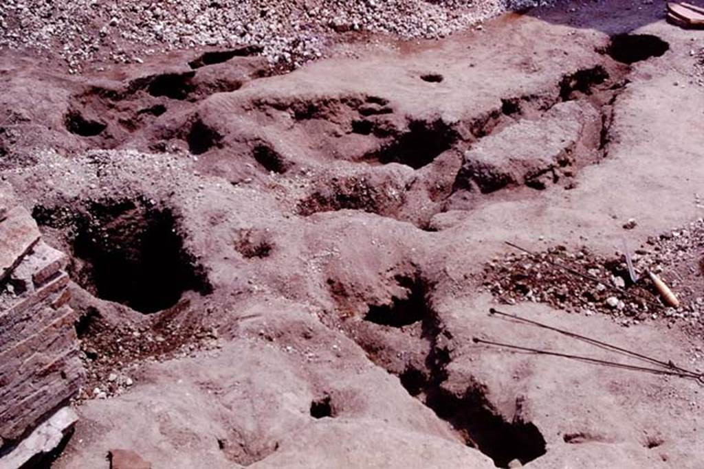 Oplontis, 1974. Wilhelminas strange shaped root excavated, cleaned and ready to be reinforced and filled. Photo by Stanley A. Jashemski.   
Source: The Wilhelmina and Stanley A. Jashemski archive in the University of Maryland Library, Special Collections (See collection page) and made available under the Creative Commons Attribution-Non Commercial License v.4. See Licence and use details. J74f0632
