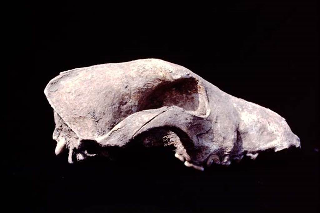 Oplontis, c.1977. Skeleton of a dogs skull which was found near the large tree-root cavities in the north garden.
Source: The Wilhelmina and Stanley A. Jashemski archive in the University of Maryland Library, Special Collections (See collection page) and made available under the Creative Commons Attribution-Non Commercial License v.4. See Licence and use details. Oplo0254

