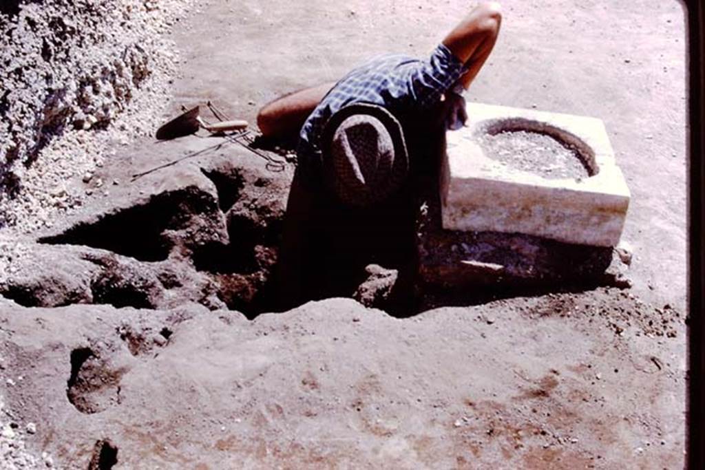 Oplontis, 1978. Digging out a root cavity found behind a statue base. Photo by Stanley A. Jashemski.   
Source: The Wilhelmina and Stanley A. Jashemski archive in the University of Maryland Library, Special Collections (See collection page) and made available under the Creative Commons Attribution-Non Commercial License v.4. See Licence and use details. J78f0301
According to Wilhelmina, We were delighted to find root cavities behind each statue base. Those behind statue base one, two, four and five, counting from the south were of large trees. Behind statue base VI, the root cavity was identified as an oleander.
See Jashemski, W.F., 2014. Discovering the Gardens of Pompeii: Memoirs of a Garden Archaeologist, (p.266).
