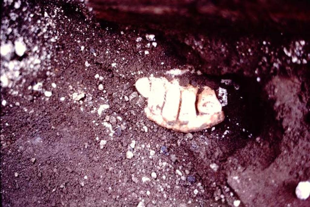 Oplontis Villa of Poppea, July 1983. A foot appears from the lapilli, near the statue base.
Source: The Wilhelmina and Stanley A. Jashemski archive in the University of Maryland Library, Special Collections (See collection page) and made available under the Creative Commons Attribution-Non Commercial License v.4. See Licence and use details. Oplo0151
