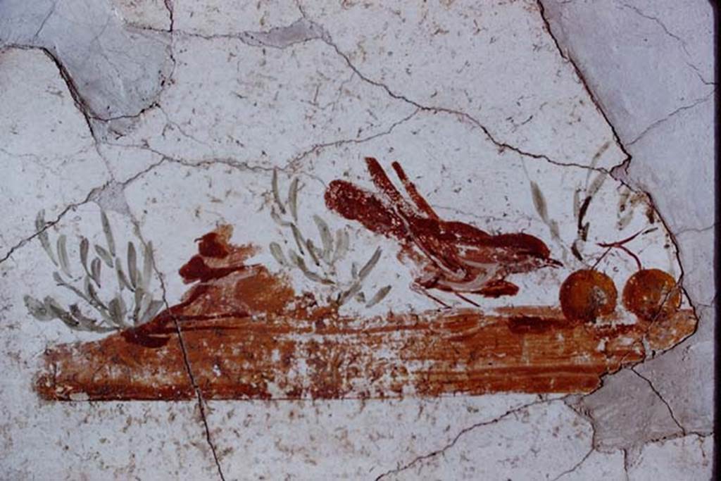 Stabiae, Villa Arianna, 1968. Painting of small bird.  Photo by Stanley A. Jashemski. 
Source: The Wilhelmina and Stanley A. Jashemski archive in the University of Maryland Library, Special Collections (See collection page) and made available under the Creative Commons Attribution-Non Commercial License v.4. See Licence and use details.
J68f1952
This painting was from a collapse between rooms G and H.  
SAP inventory number 63745.
See Otium Ludens, curated by Guzzo, P, Bonifacio, G, and Sodo, A.M. (2007). Castellammare di Stabia: Nicola Longobardi, p. 146.
