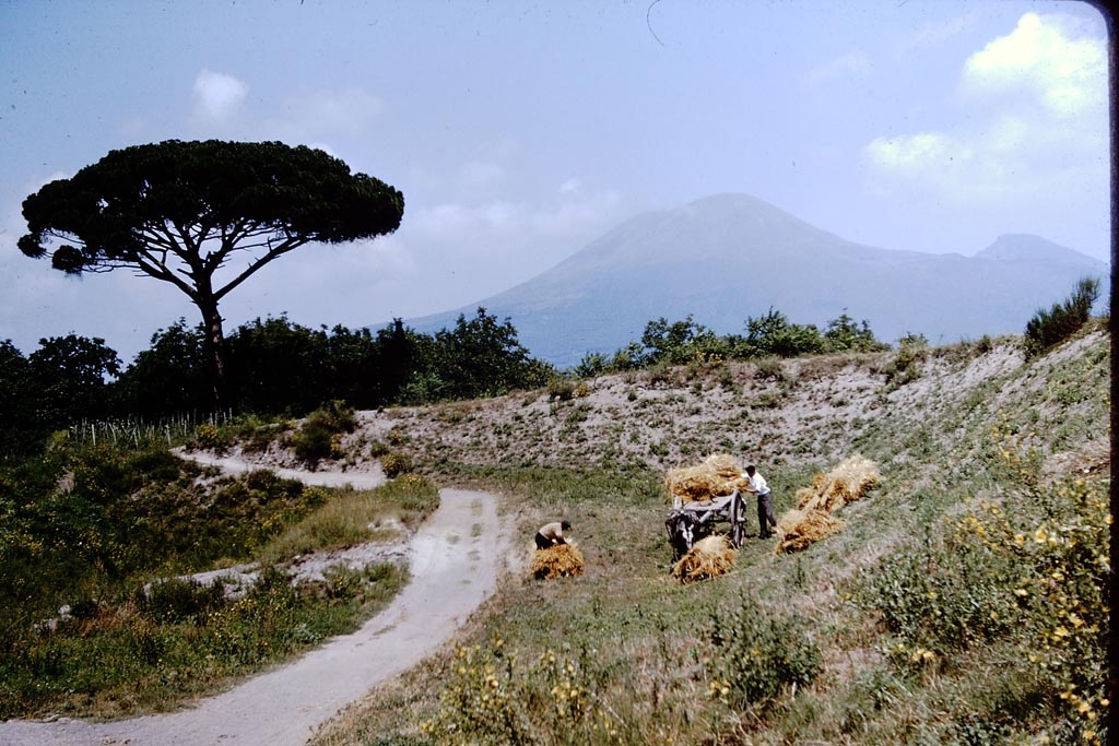 Looking north to Vesuvius. 1959. Photo by Stanley A. Jashemski. Source: The Wilhelmina and Stanley A. Jashemski archive in the University of Maryland Library, Special Collections (See collection page) and made available under the Creative Commons Attribution-Non Commercial License v.4. See Licence and use details.
J59f0595
